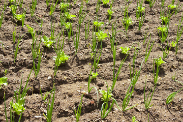 cultivated vegetable garden