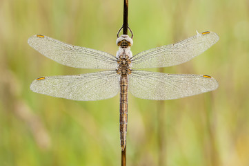 Dragonfly covered with dew drops
