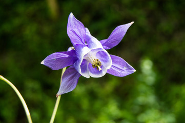 Aguileña, Aquilegia vulgaris 