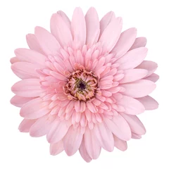 Papier Peint photo Lavable Gerbera pink gerbera flower isolated on white with clipping path