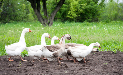 flock of geese grazing on green grass in the village