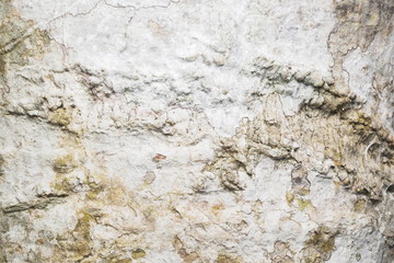Background and Texture / OLYMPUS DIGITAL CAMERA
