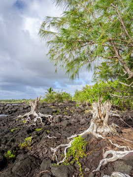 Roots on Lava