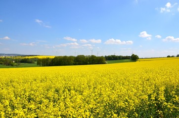 Fototapeta premium Rapsfeld in Blüte - Rapsblüte