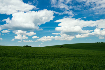Obraz premium green field of wheat and spring blue sky with white clouds