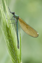 Damselfly covered with dew drops