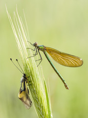 Damselfly covered with dew drops