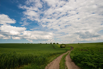 country road in a green field of wheat and spring sky