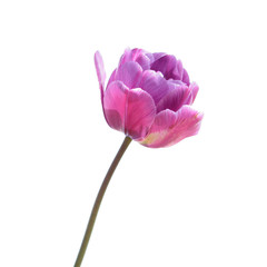 Purple tulip isolated on white background