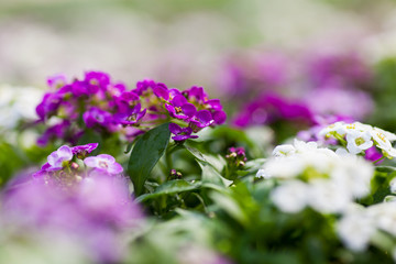 Fototapeta premium Close up of pretty pink, white and purple Alyssum flowers, the Cruciferae annual flowering plant