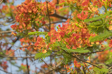 blooming peacock flower of flame tree