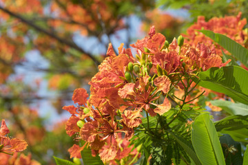 blooming peacock flower of flame tree