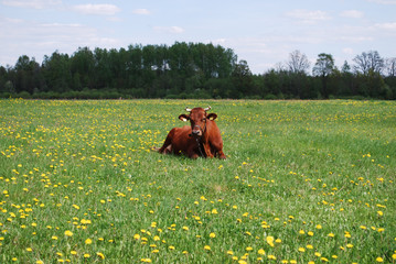 Naklejka premium Brown cow lying on the meadow. Spring dandelions bloom.