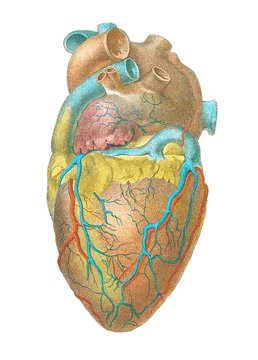 Illustration of heart isolated on white background