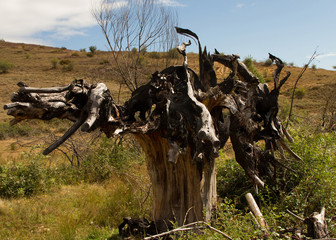 Arbol Carbonizado por Incendio
