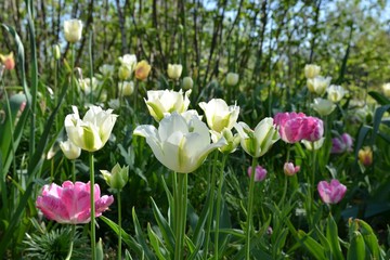 Bunte Tulpen blühen im Garten