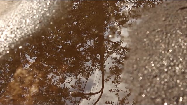 reflection on the pudle