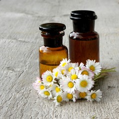 Gänseblümchen, Bellis perennis, Tinktur, Phytotherapie