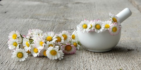 Gänseblümchen, Bellis perennis, Naturheilkunde © behewa