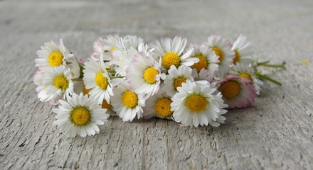 Obraz premium Gänseblümchen, Bellis perennis, Phytotherapie