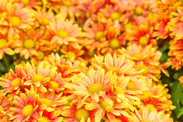 Orange Chrysanthemum flowers in garden