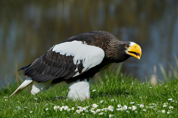 Stellers sea eagle (Haliaeetus pelagicus)
