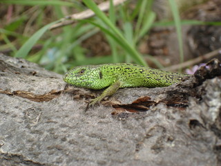 The male sand lizard on the trunk of dry tree.