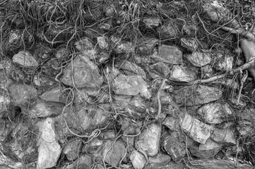 Wall rock roots black background.