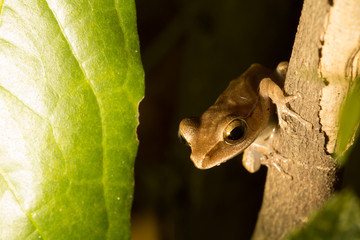 Obraz premium The brown frog.