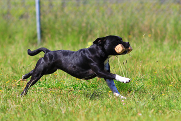 obedience dog staffordshire bull terrier