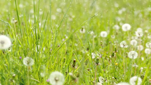 pusteblumen auf einer gr&uuml;nen wiese. fr&uuml;hlingsgef&uuml;hle