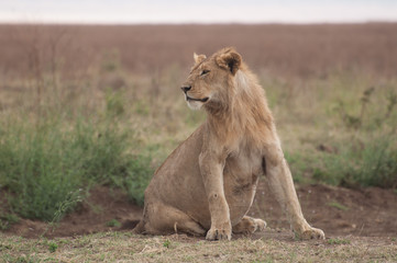 Naklejka premium Pregnant Lioness in the Serengetti.