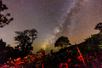 The Milky Way and big trees in the mountains of Chiangdao