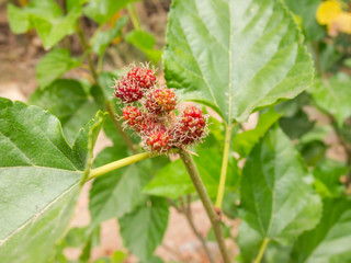Mulberry fruit on tree, Berry in nature, selective focus.