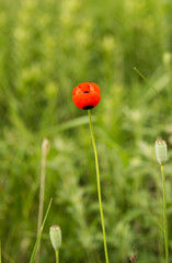 Poppy growing in the meadow