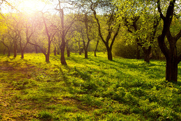 Apple trees garden or forest in colorful vivid spring park full of green grass in mystery sunset sun rays