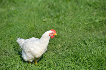 Picture of a white feathers chicken standing in a green grass. L