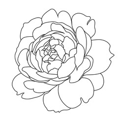 Graphical rose bud illustration. Vector.