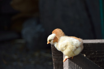 Two cure yellow and brown little chicken on a farm, standing on