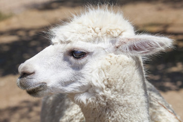 Obraz premium Close-up of white llama staring away