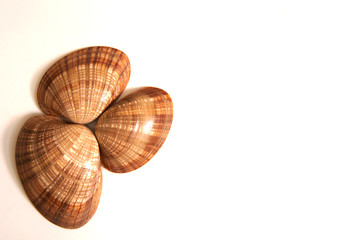 Three mollusc shells isolated against a white background