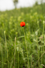 Poppy growing in the meadow
