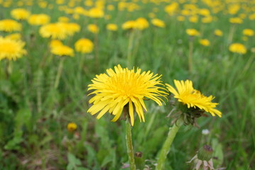 Yellow dandelions are blooming on the field. Springtime.