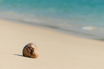 Dried coconut seed on the beach ,Surin beach ,Phuket ,Thailand 2016