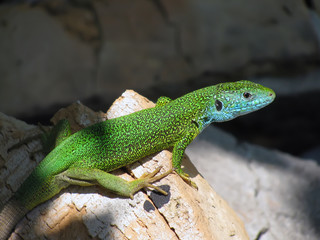 Green lizard basking in the sun