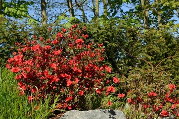 Azalea rot blühend im Garten