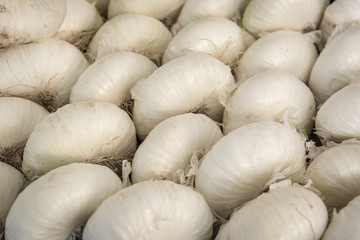 Italian Cipollini Onions: A row of fresh Cipollini onions in a farmers market in Como, Italy