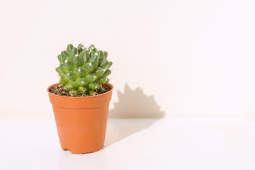 the isolate of cactus on the white background and shadow