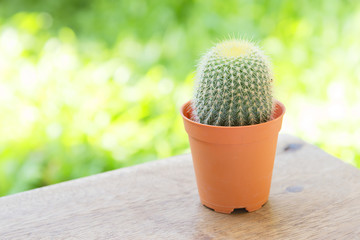 the cactus plant on the wood with the garden background
