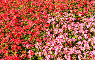 Flower and vegetable background